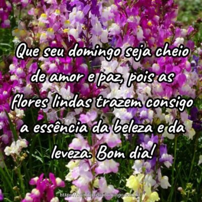 Que seu domingo seja cheio de amor e paz, pois as flores lindas trazem consigo a essência da beleza e da leveza. Bom dia!