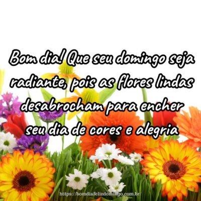 Bom dia! Que seu domingo seja radiante, pois as flores lindas desabrocham para encher seu dia de cores e alegria.